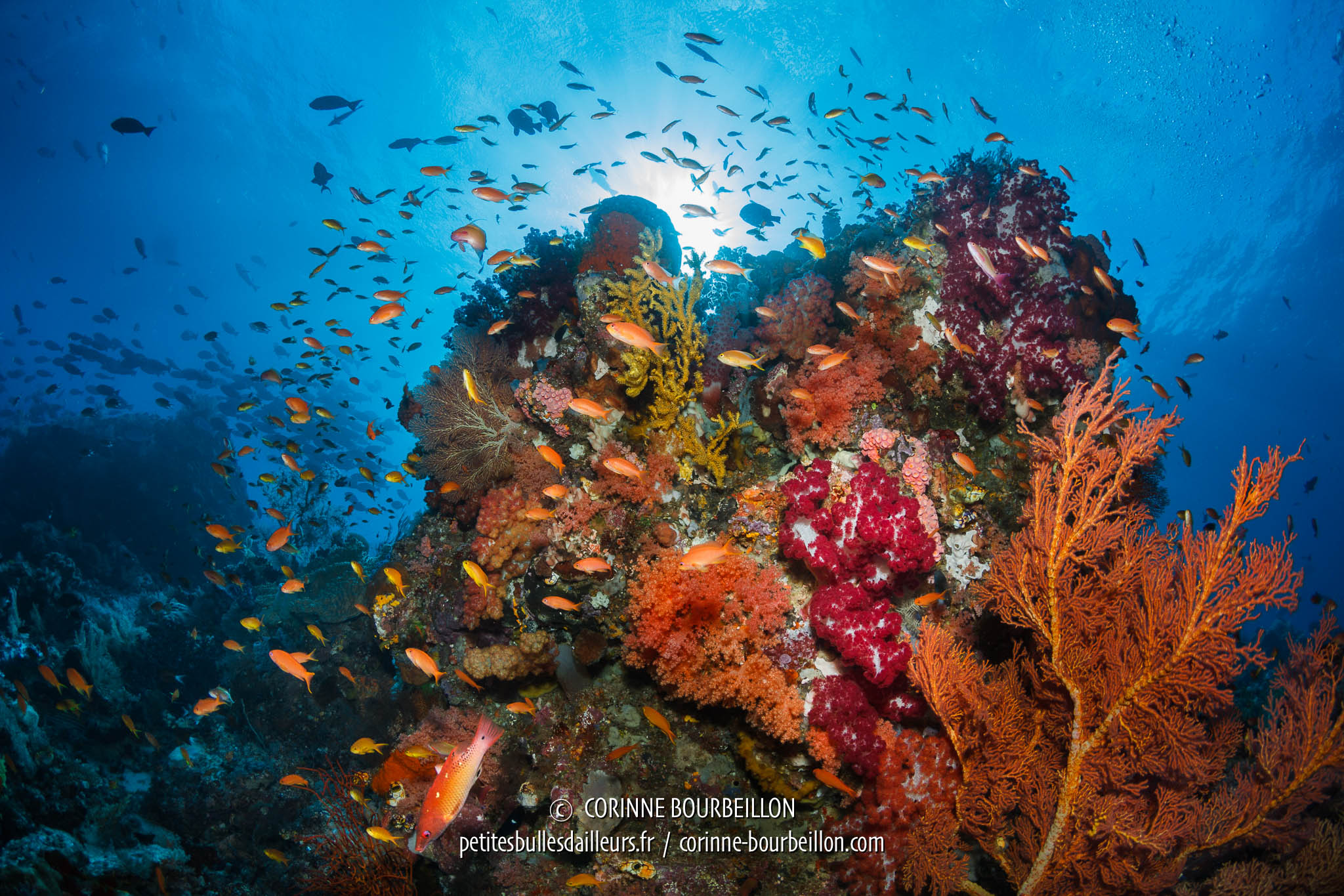 Croisière plongée Raja Ampat & extension île de Waigeo ÉQUILIBRE — free download