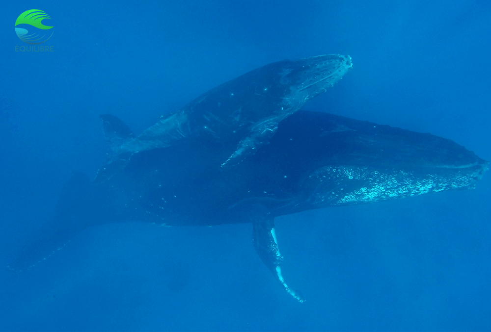 Plonger aux Comores avec les baleines à bosse