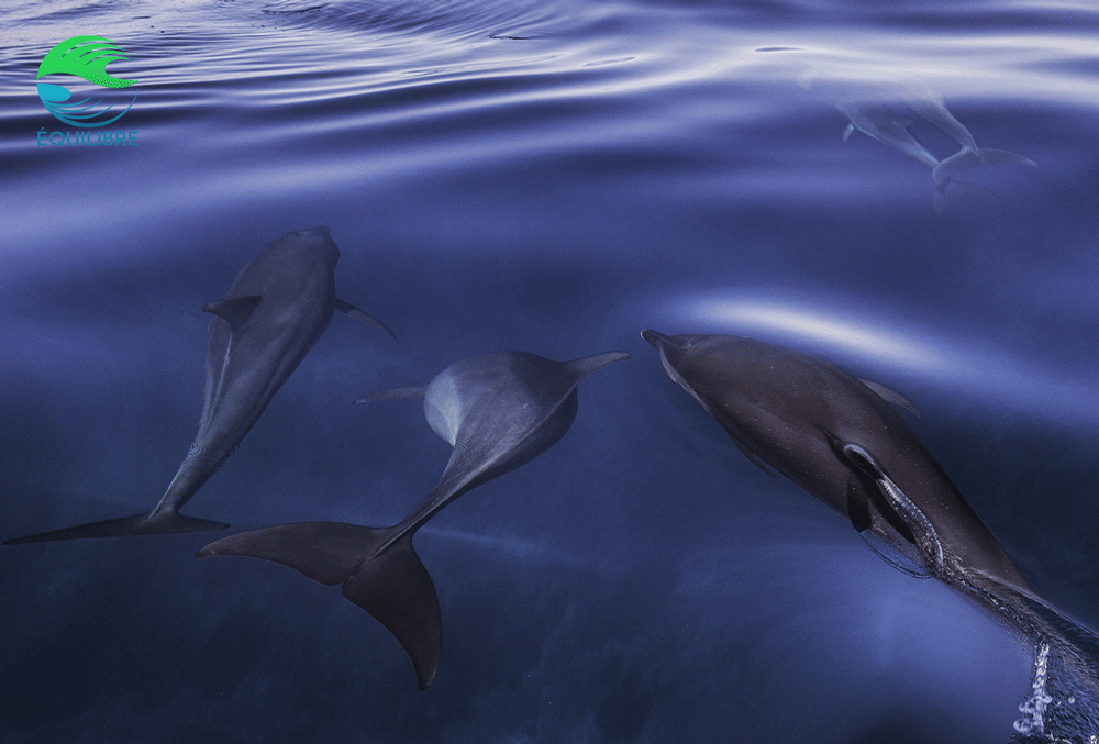 Plonger aux Comores - les dauphins de Mohéli