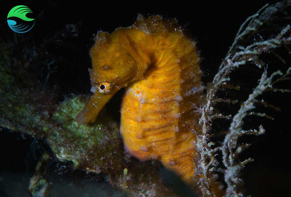 Hippocampe en plongée à Mafia Island