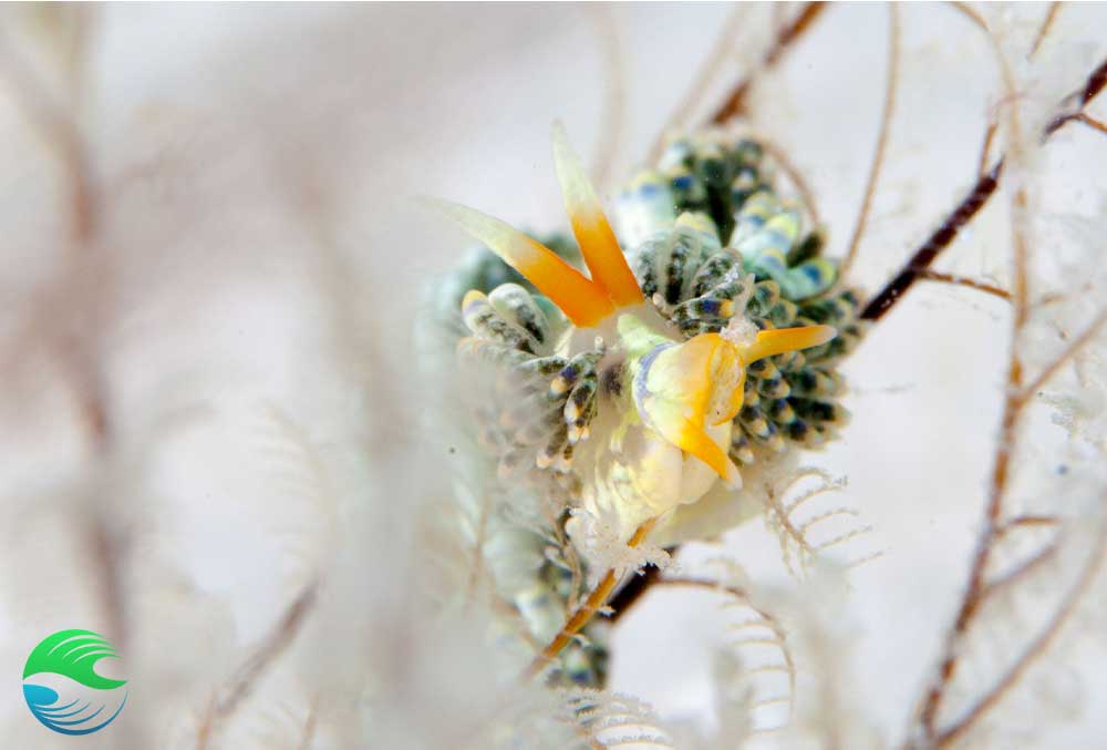 Voir des nudibranches en plongée à Mafia Island