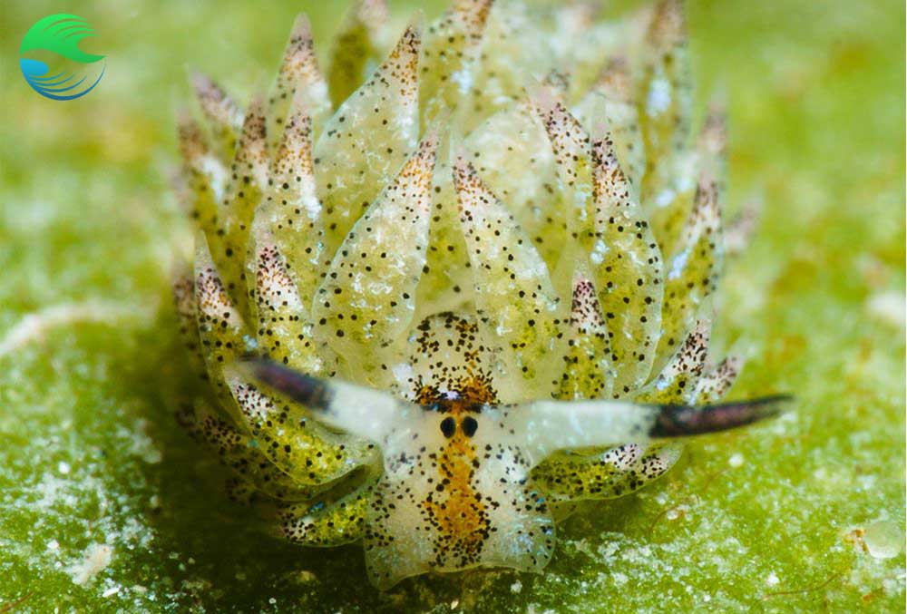 Voir des nudibranches en plongée à Mafia Island