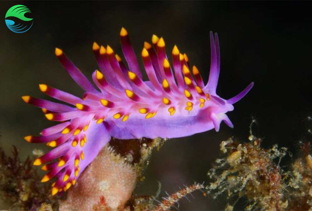 Voir des nudibranches en plongée à Mafia Island