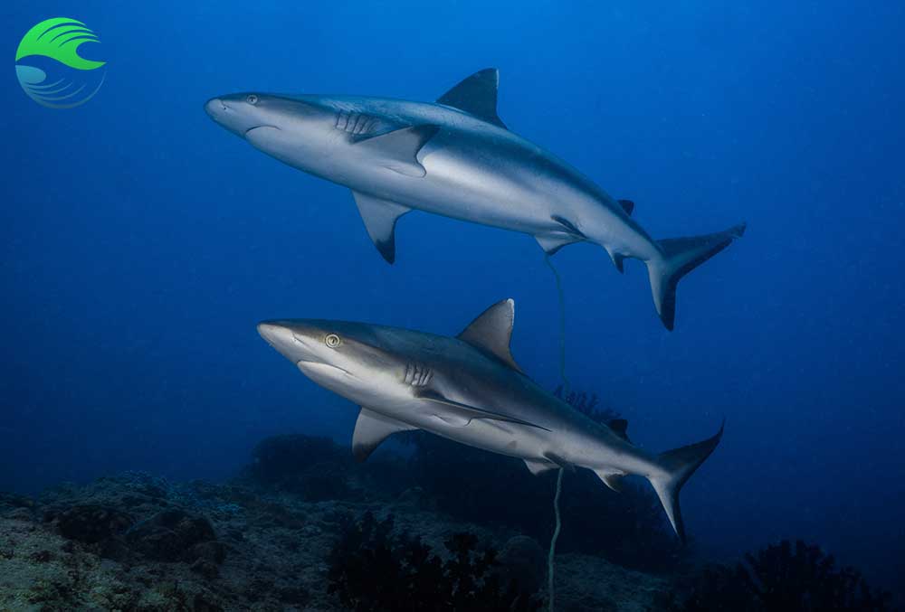 Plongée à Vilanculos pour voir les requins gris