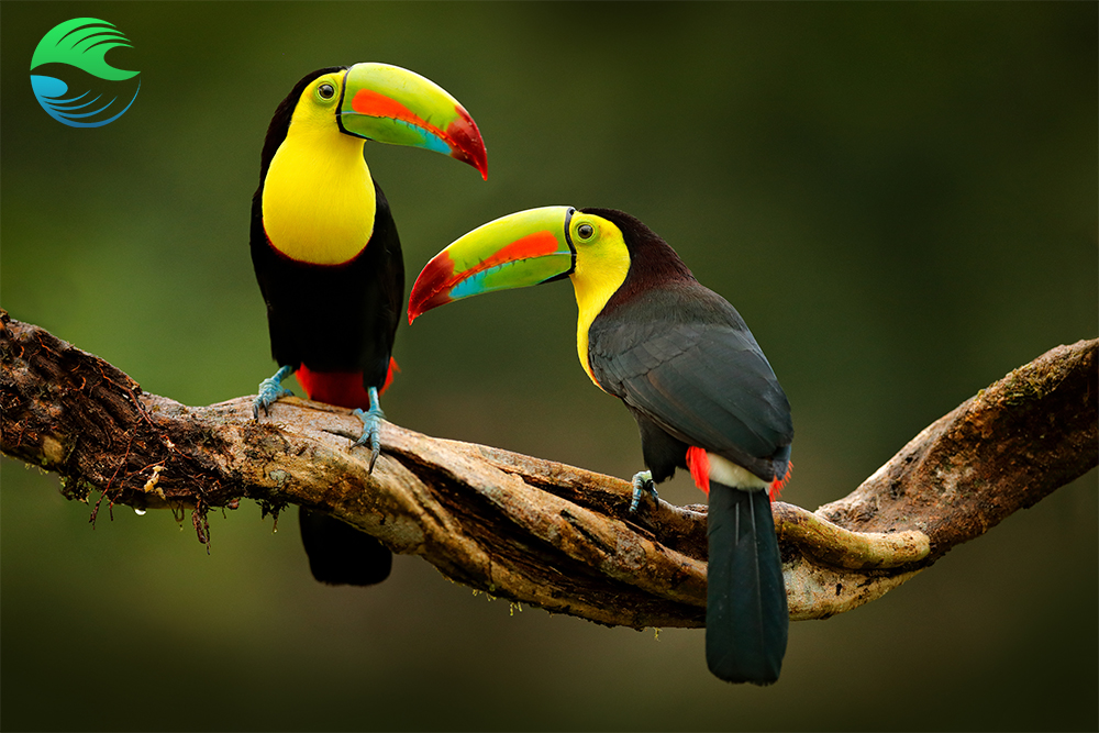 Toucans du Costa Rica : une destination écoreponsable