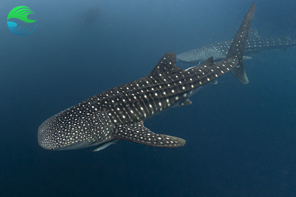 Voyage plongee ecoresponsable au Mozambique parmi les requins baleines