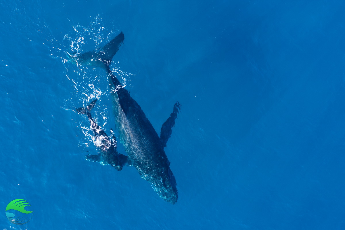 Baleine à bosse et son baleineau