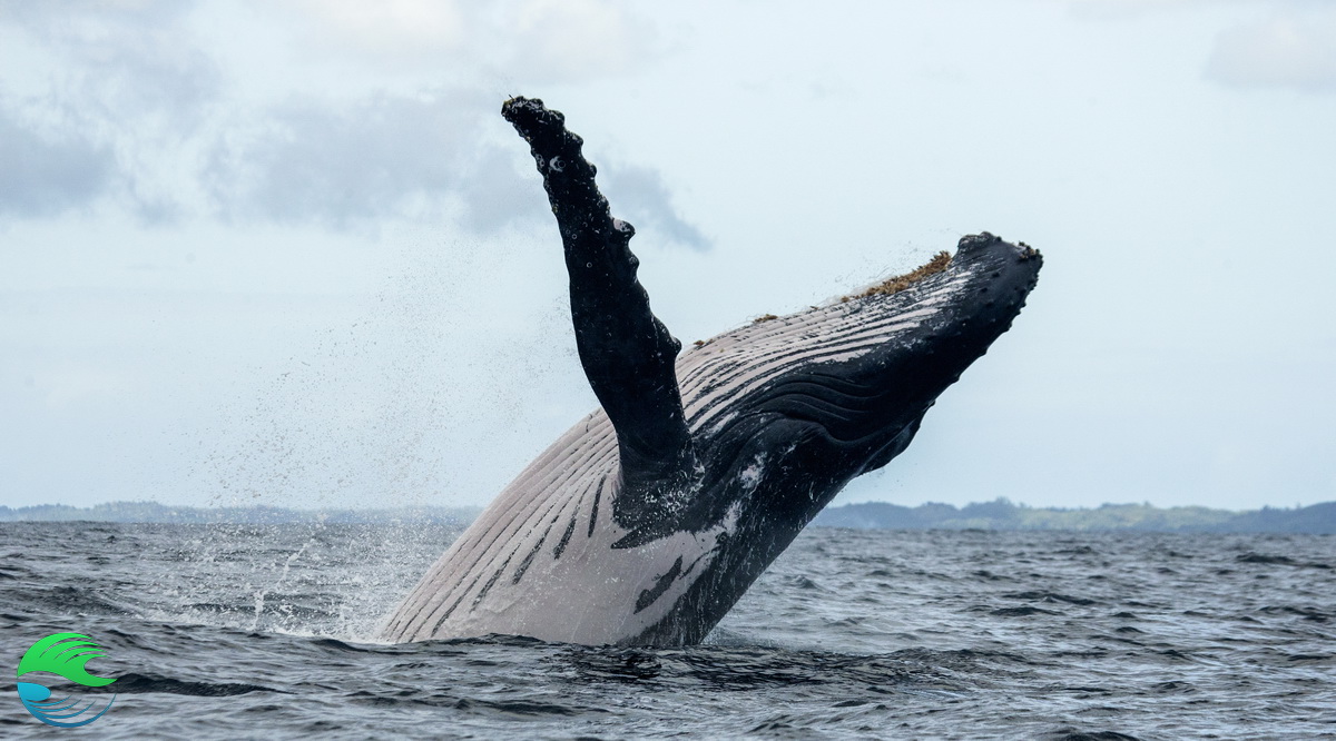 Saut de baleine à bosse - nager avec les baleines