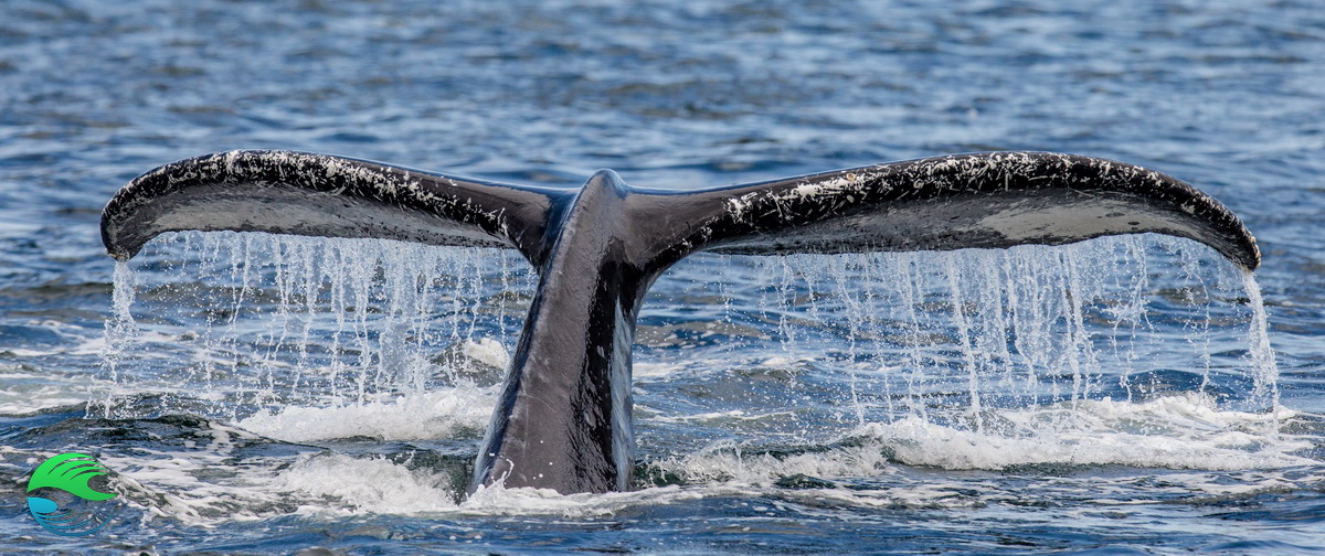 Nager avec les baleines - queue de baleine à bosse