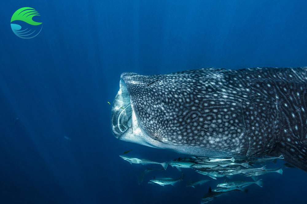 Nager avec les requins-baleines