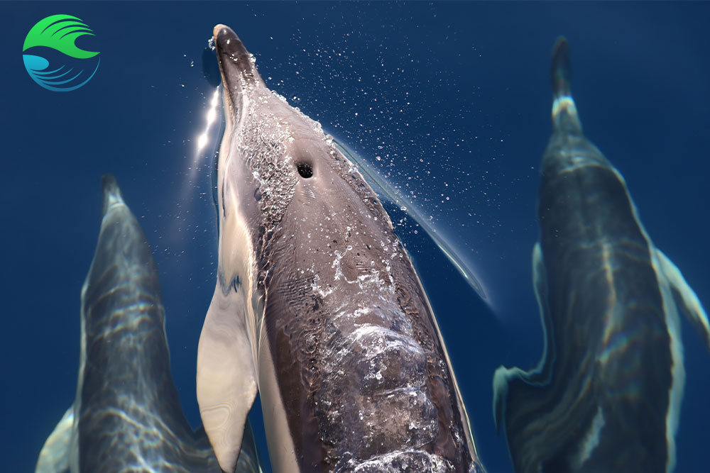 croisiere plongee aux acores dauphins bleus et blancs